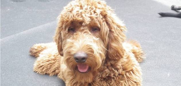 Happy dog with curly fur relaxing