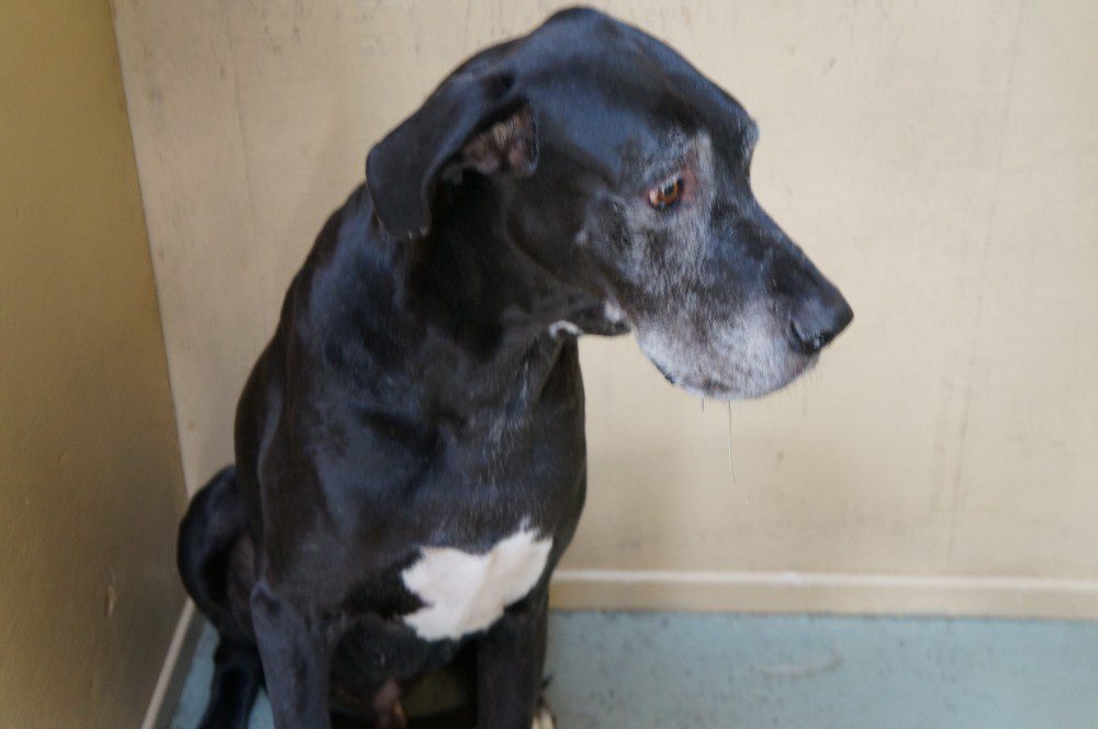 Older black dog with white chest looking sideways
