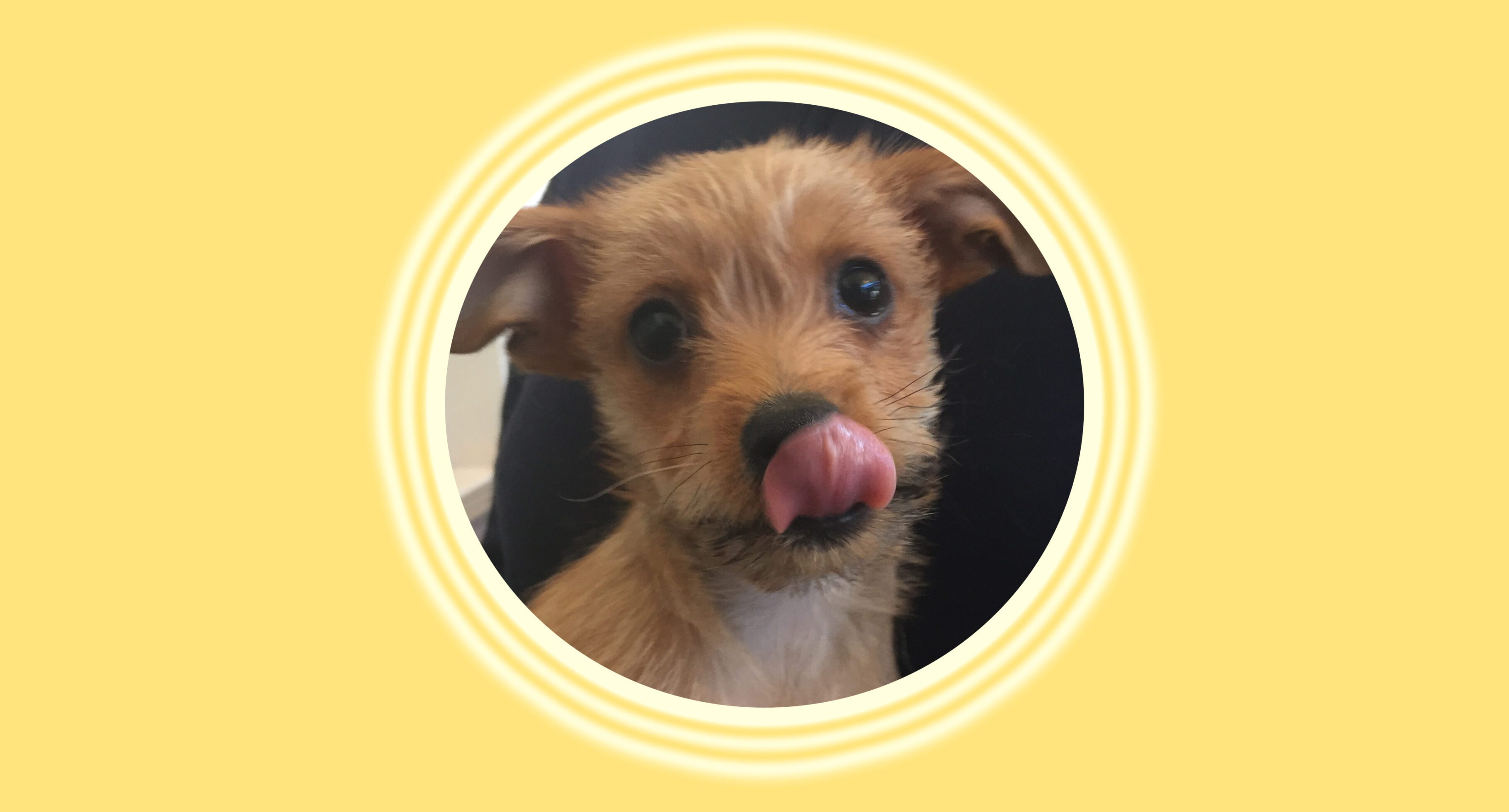 Cute puppy with tongue out