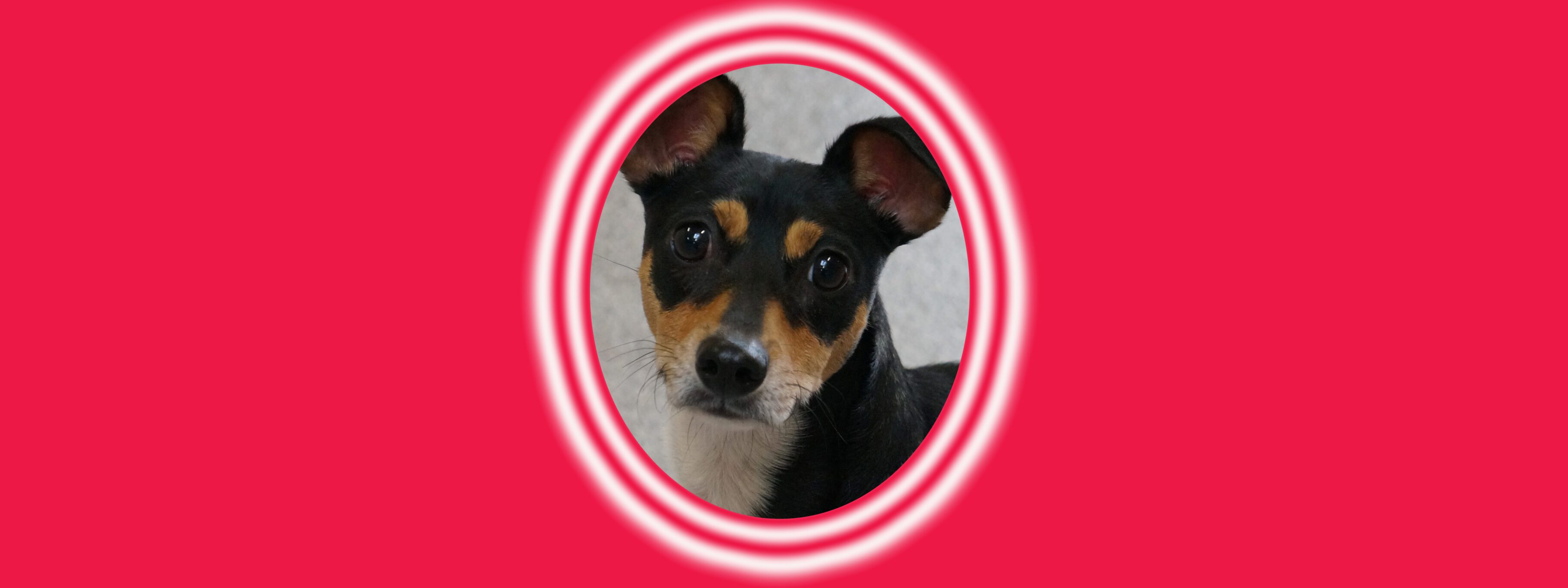 Small dog with curious expression in frame