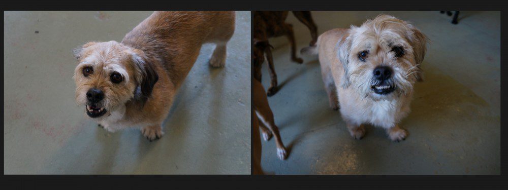 Two photos of a small tan terrier mix