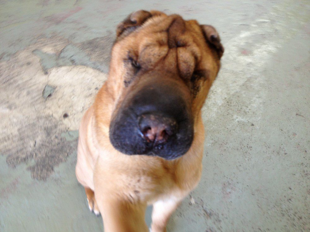 Close-up of wrinkled tan Shar Pei dog